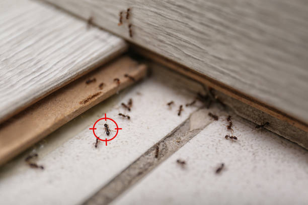 Best Best Pest Control Companies  in Icard, NC
