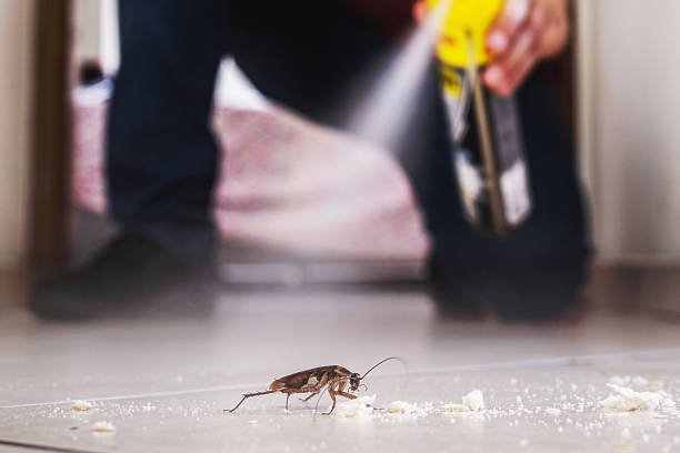 Best Affordable Pest Control Services  in Icard, NC