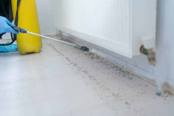 Best Pest Prevention Services  in Icard, NC